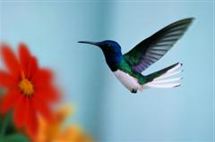Hummingbird