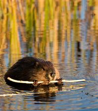 Beaver
