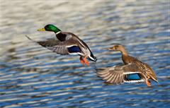 Flying Ducks
